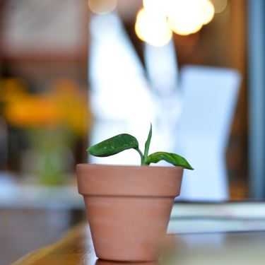 Tổng hợp- Số Đỏ Cafe - Vũ Tông Phan