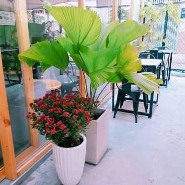 Tổng hợp- Sol Cafe