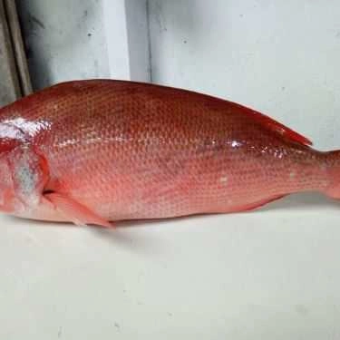Tổng hợp- Quán Nhậu Sông Hàn Quán - Cá Biển Đà Nẵng