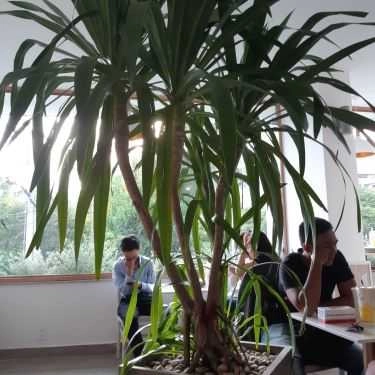 Tổng hợp- Cafe Ten Ren's Tea - Phan Đăng Lưu