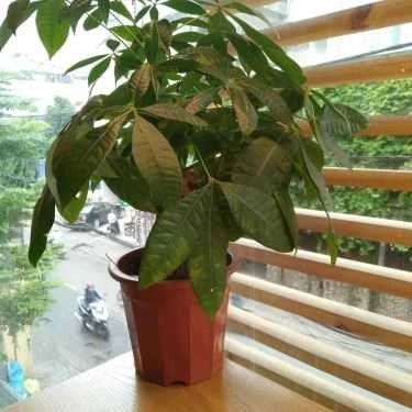 Tổng hợp- The HiPB Coffee