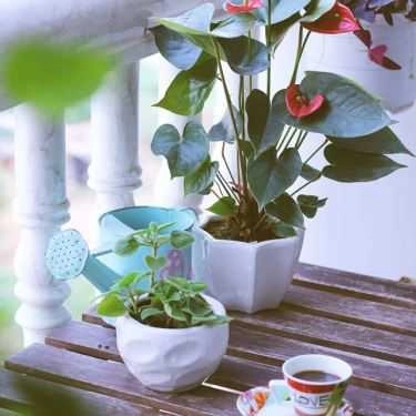 Tổng hợp- The Kaffeine Cafe