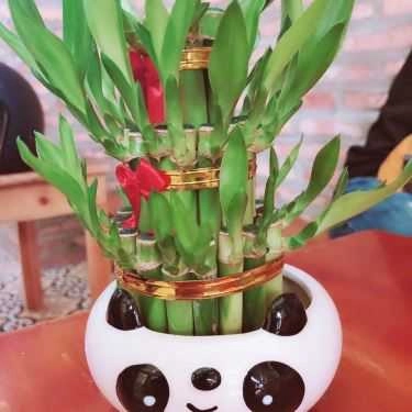 Tổng hợp- The Ngon Coffee - Bùi Đình Tuý