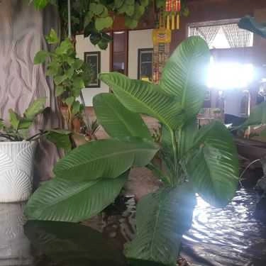 Tổng hợp- Quán Ăn Thiên Thu Tịnh Quán - Ẩm Thực Chay