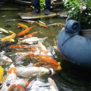 Tổng hợp- Thủy Mộc Cafe - Cafe Cá Koi