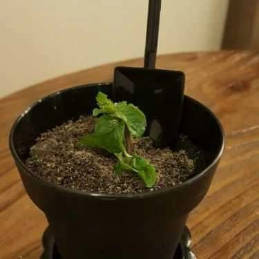 Món ăn- TOP Coffee & Ice Cream