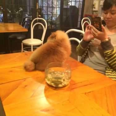 Tổng hợp- Cafe Tor Kaffe