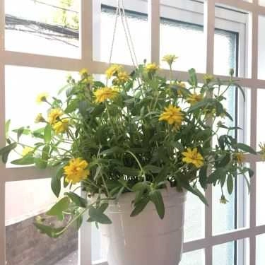 Tổng hợp- Cafe Trà Sữa Cá Chép