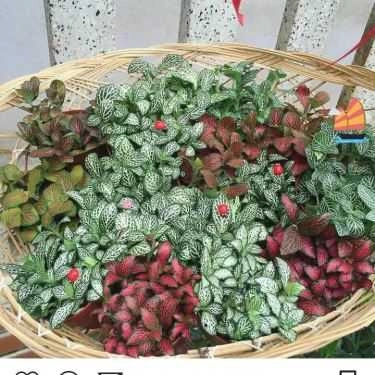 Tổng hợp- Ăn vặt Trà Sữa Mr.To Garden