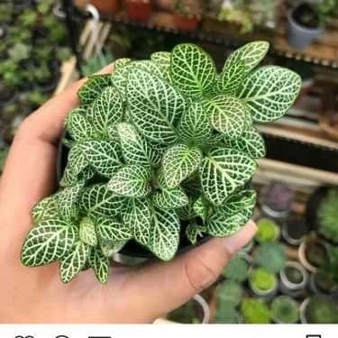 Tổng hợp- Ăn vặt Trà Sữa Mr.To Garden