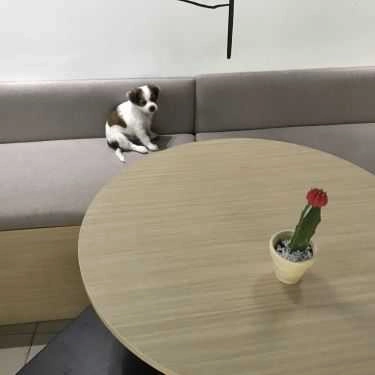 Tổng hợp- Troll Cafe
