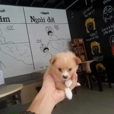 Tổng hợp- Troll Cafe