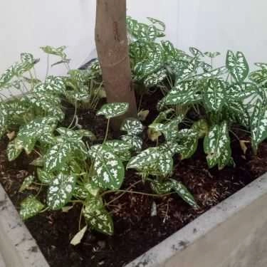 Tổng hợp- Tropica Coffee