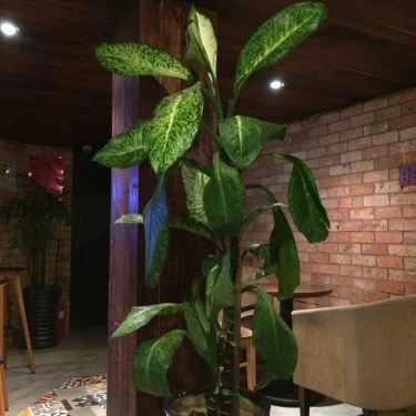 Tổng hợp- Trung Nguyên Coffee - Nguyễn Kiệm