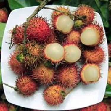 Tổng hợp- Đặc Sản Bốn Phương - Trái Cây sạch - Shop Online