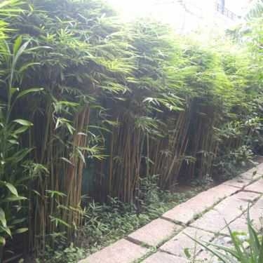 Không gian- Viễn Xứ Cafe - Đường Số 12