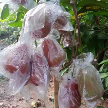 Tổng hợp- Việt Trái Cây - Shop Online
