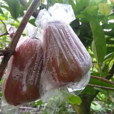 Tổng hợp- Việt Trái Cây - Shop Online