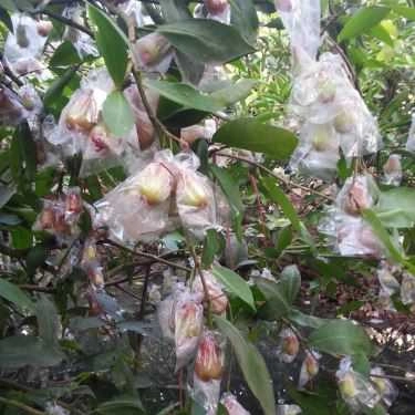 Tổng hợp- Việt Trái Cây - Shop Online