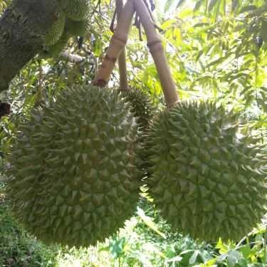 Tổng hợp- Việt Trái Cây - Shop Online