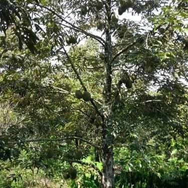 Tổng hợp- Việt Trái Cây - Shop Online