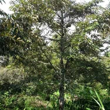 Tổng hợp- Việt Trái Cây - Shop Online