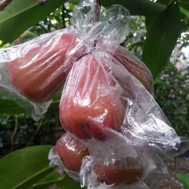 Tổng hợp- Việt Trái Cây - Shop Online