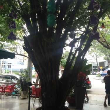 Tổng hợp- Viva Cafe - Cafe Văn Phòng
