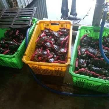 Tổng hợp- Vựa Cua Bé Hai - Shop Online