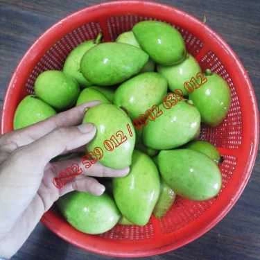 Món ăn- Ăn vặt Xoài Non Mắm Ruốc