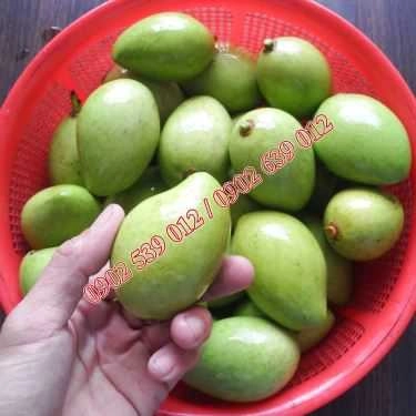 Món ăn- Ăn vặt Xoài Non Mắm Ruốc