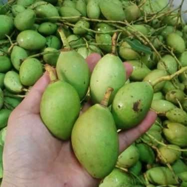 Tổng hợp- Xoài Non Minh Phát - Shop Online
