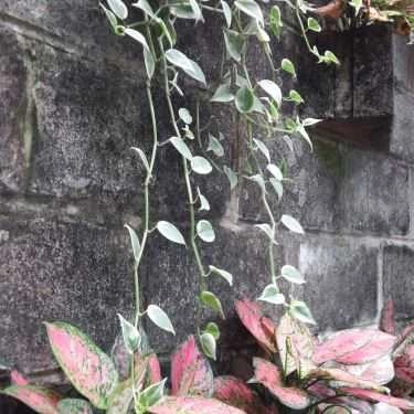 Tổng hợp- The Hill Cafe