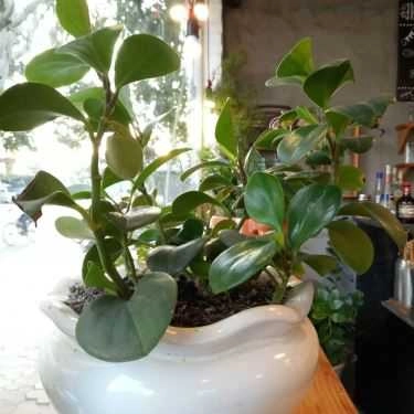 Tổng hợp- CoffeeTea N M