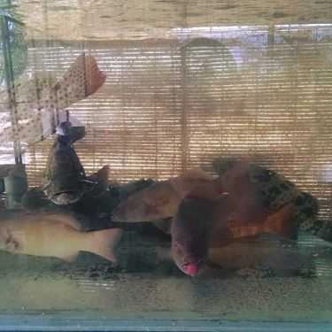 Tổng hợp- Quán Ăn Thịnh Phát - Hải Sản Tươi Sống