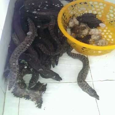 Tổng hợp- Quán Ăn Thịnh Phát - Hải Sản Tươi Sống