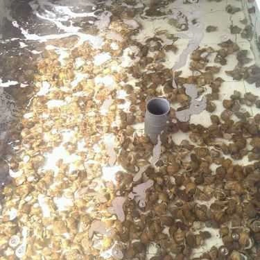 Tổng hợp- Quán Ăn Thịnh Phát - Hải Sản Tươi Sống