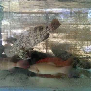 Tổng hợp- Quán Ăn Thịnh Phát - Hải Sản Tươi Sống