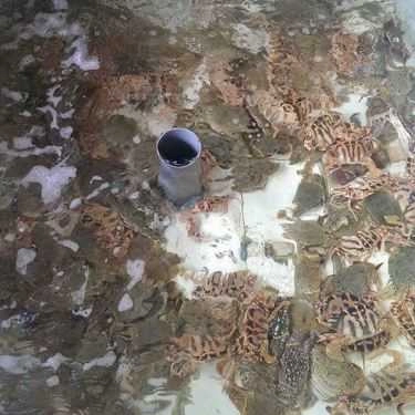 Tổng hợp- Quán Ăn Thịnh Phát - Hải Sản Tươi Sống
