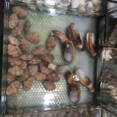 Tổng hợp- Nhà Hàng Bờ Kè Chợ Hải Sản - Hải Sản Tươi Sống