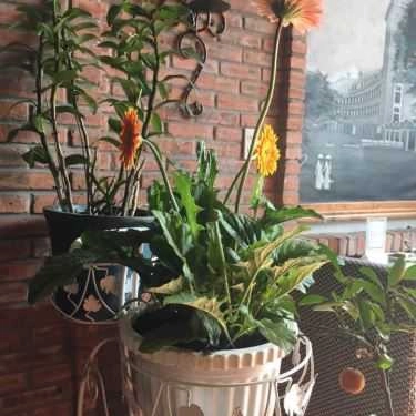 Tổng hợp- Góc Đà Lạt Cafe