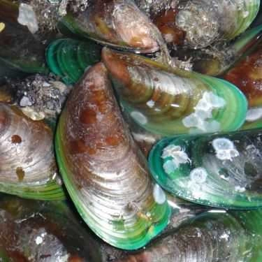 Tổng hợp- Quán Ăn Phan Thiết Quán - Hải Sản Tươi Sống