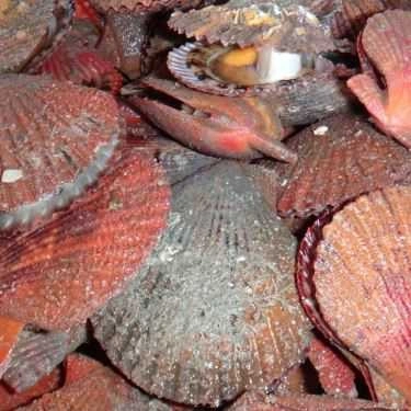 Tổng hợp- Quán Ăn Phan Thiết Quán - Hải Sản Tươi Sống