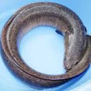 Tổng hợp- Quán Ăn Quán 57 Đặng Văn Lãnh