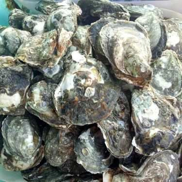 Tổng hợp- Quán Ăn Quán Bờ Kè Tuấn Thảo 180 - Hải Sản Tươi Sống