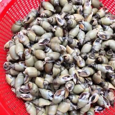 Tổng hợp- Quán Ăn Quán Chất - Ốc & Hải Sản