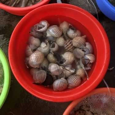 Tổng hợp- Quán Ăn Thuyền Quán - Hải Sản Tươi Sống