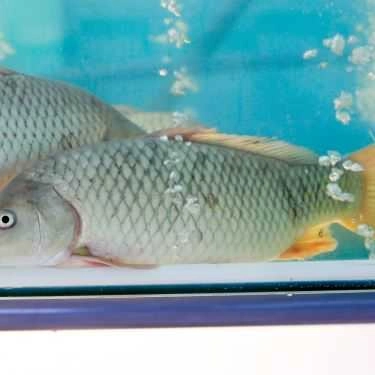 Tổng hợp- Quán Ăn Ẩm Thực Hoàng Hổ - Hải Sản Tươi Sống Cà Mau