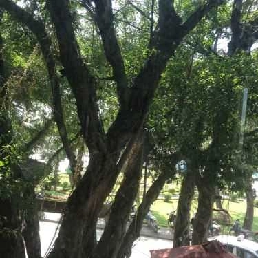 Tổng hợp- The Coffee Bean & Tea Leaf - Thanh Niên