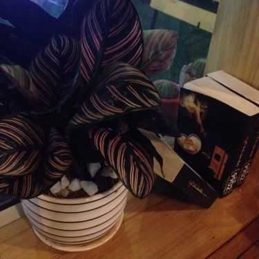Tổng hợp- 9902 Coffee